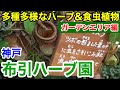 【神戸観光】ハーブの香りを満喫&食虫植物の恐怖！ 神戸布引ハーブ園 〜ガーデンエリア編〜