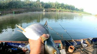 UMPAN SEDERHANA TAPI HASILNYA JOSSS ! || MANCING PATIN LIAR WADUK CIRATA