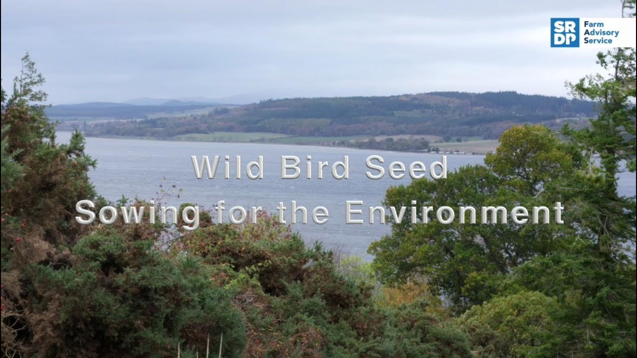Wild bird seed sowing for the environment