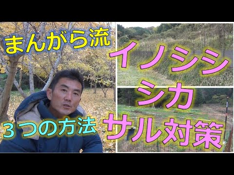 牡丹を鹿から守るたったこれだけの方法と私の実践体験