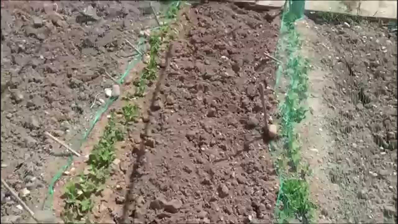 Allotment Grow How - Peas 