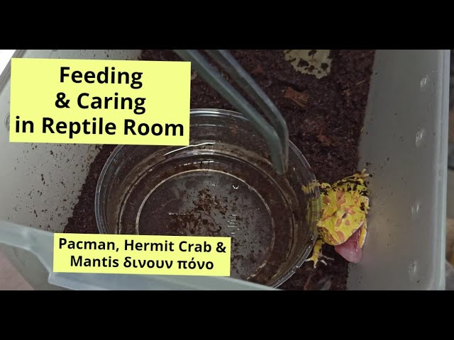 Reptile room feeding and caring | Feeders Strs 72