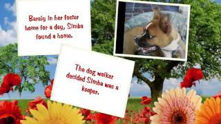 NJ boxer april adoptions