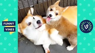 TRY NOT TO LAUGH - Ultimate FUNNY ANIMALS Compilation | Funny Vines May 2018