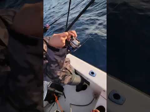 Giant Tuna hooked