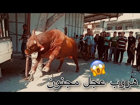 هروب أقوى عجل مجنون في محافظة خانيونس