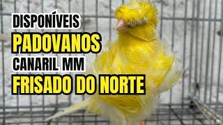 DIPONÍVEIS canários PADOVANOS e FRISADOS DO NORTE no Canaril MM