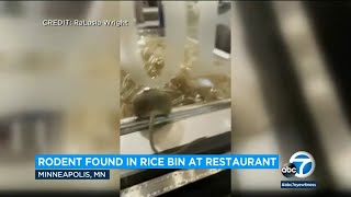 Rodent found in restaurant rice bin. ABC7 anchors weigh in