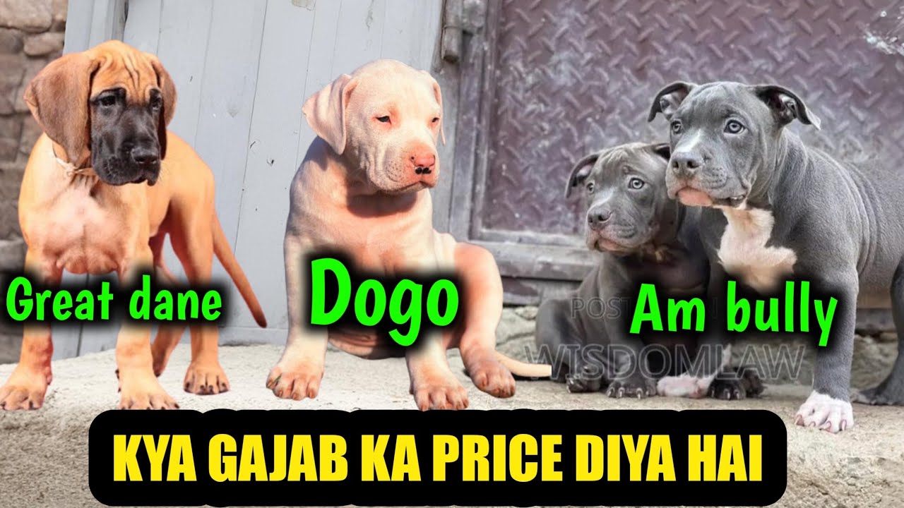 DOGO ARGENTINO | American bully गजब क्वॉलिटी | great dane puppy for sale