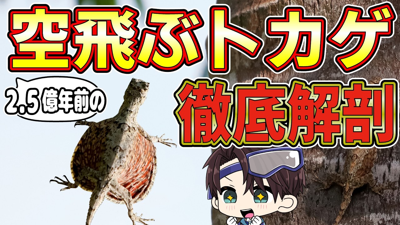 CTスキャンで判明！2億6000万年前の「空飛ぶトカゲ」の驚きの飛行システム【古知累すすむ/恐竜研究者/Vtuber】