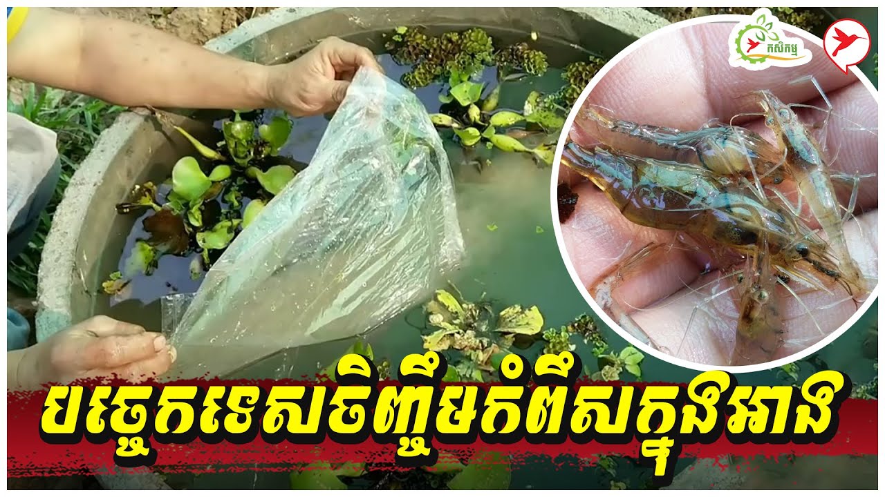 បច្ចេកទេសចិញ្ចឹមកំពឹសក្នុងអាង | កម្មវិធីកសិកម្ម