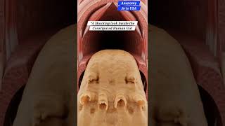 A look Inside The Constipated Human Gut | Gut Health | Anatomy Arts USA