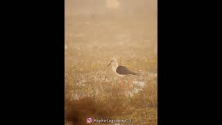 Black-winged stilt in winters || shorts || youtube shorts || amrik singh vlog || Basai wetlands