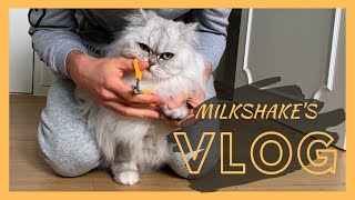 A Pawdicure | Milkshake The Cat Vlog #4