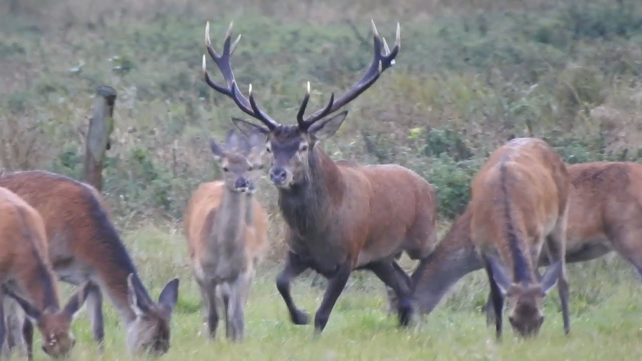 Rykowisko 2022 - Pomorze i Puszcza Kampinoska