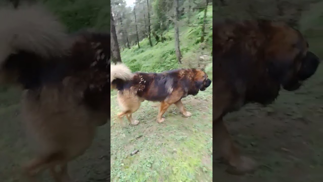 bag se ladai simru ke aankh mein Ho Gaya infection