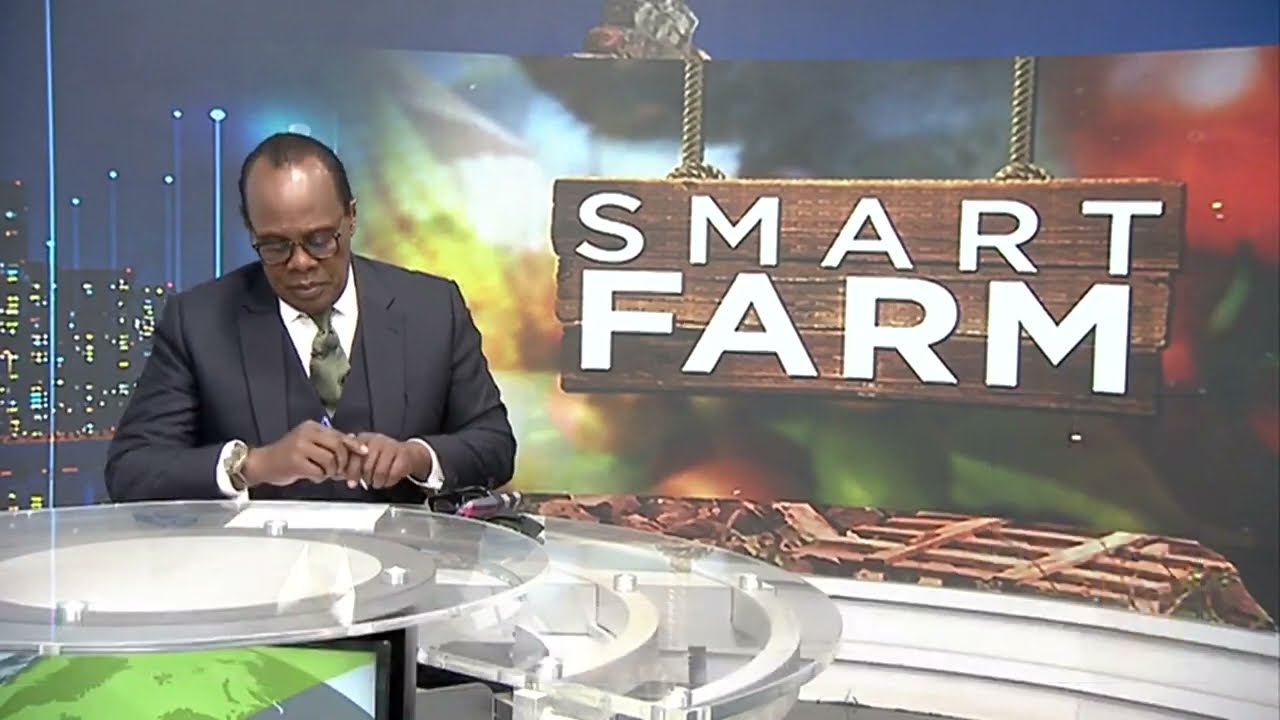 Juncao Grass .The Best Solution to Mitigating Fodder Availability 