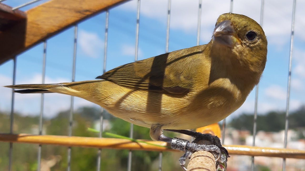 FÊMEA Mestiça de PAPACAPIM essa LEVANTA qualquer COLEIRO ! 