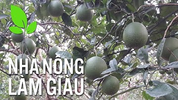 Chuyên gia chỉ cách bảo vệ trái bưởi khỏi bị "nám quả" | VTC16