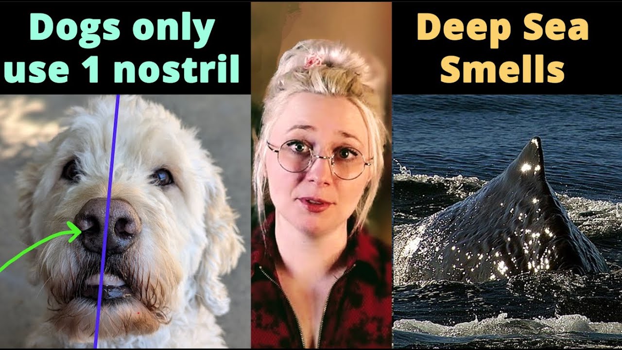 Only my best smell facts