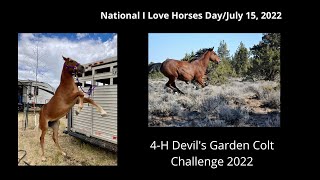 4-H Devil's Garden Colt Challenge