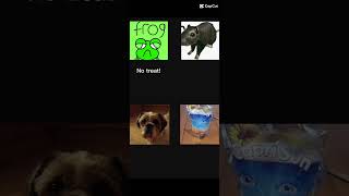 funny dog video
