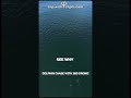 Dolphin Chase with 360 Drone!