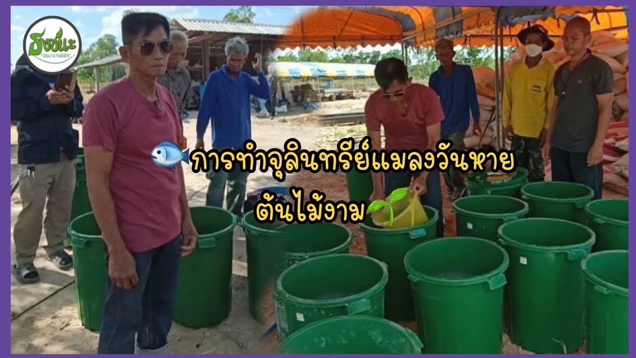 การทำจุลินทรีย์ แมลงวันหายต้นไม้งาม