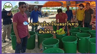 การทำจุลินทรีย์ แมลงวันหายต้นไม้งาม