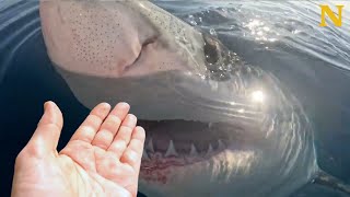Man Pets Great White Shark - Dramatic Encounter