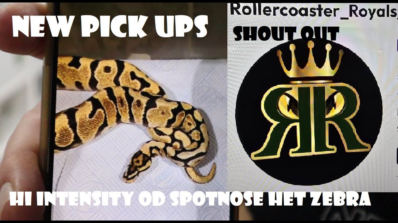 NEW PICK UPS - HIGH INTENSITY OD SPOTNOSE HET ZEBRA FROM ROLLERCOASTER ROYALS + LOOK AT DG COMBOS