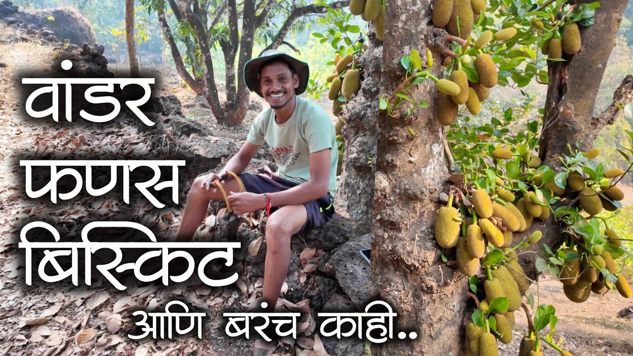 फणसाच्या झाडाखाली बाबलो मोबाईल ढवळीत बसलो नी विनू ड्रोन वरना वांडर पळवीत बसलो | #कोकण #मालवणी #kokan