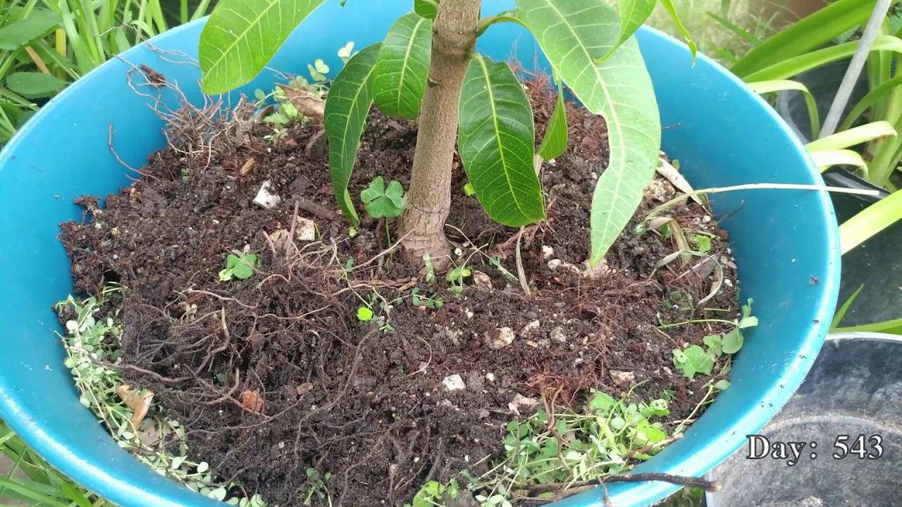 Mango - Seed Planting - Pt4