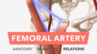 Femoral Artery - Anatomy, Branches & Relations by About Medicine 42,725 views 2 years ago 7 minutes, 11 seconds