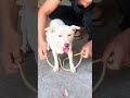 DIY Pet Leash 🐾 Easy to make, sturdy &amp; comfortable for dogs &amp; cats!🧵