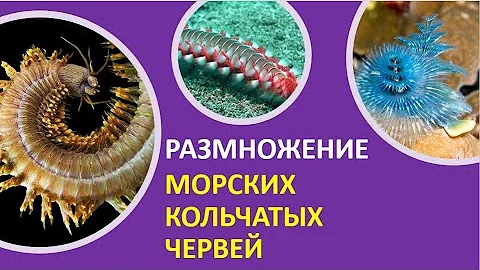 35. Размножение морских кольчатых червей