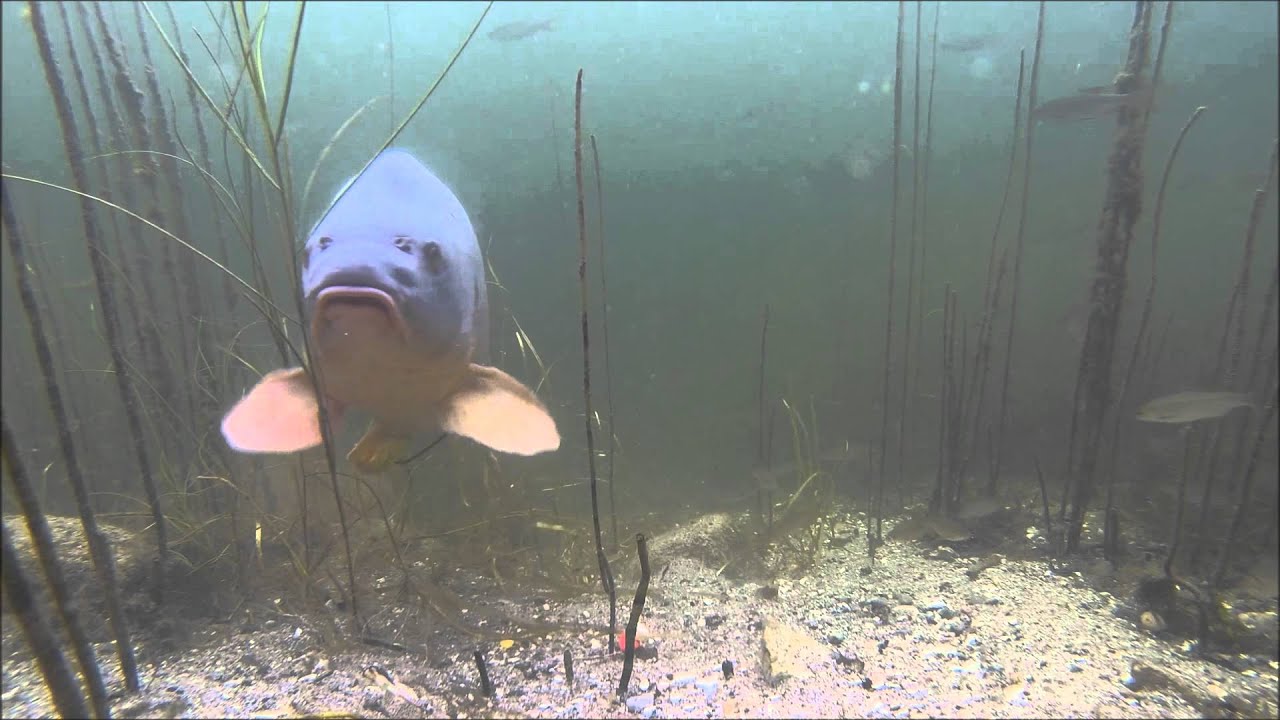 Carp underwater Skuldelev Denmark