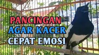 Pancingan Emosi kacer lambat panas#kacergacor