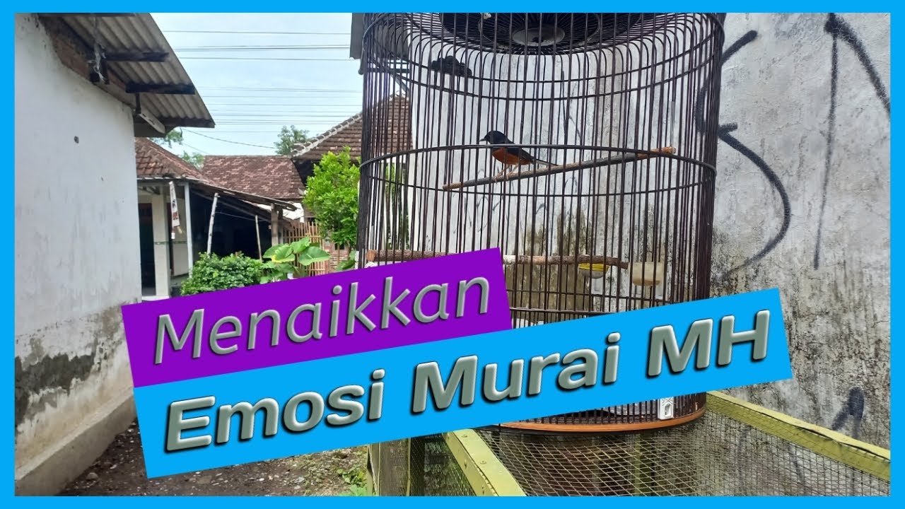 cara menaikan emosi murai muda hutan