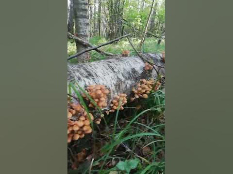 опята-осеннее изобилие - YouTube