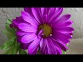GOD’S DESIGN IN PHOTOGRAPHS
