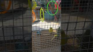 My Cute Budgies Are Playing In ur Cage 🥰