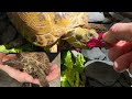 🐢🐢🥳Tortugas Rusas, "Nubarrón y Tierra" ❤️
