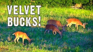 Lots of Velvet Buck Activity This Late June Evening! One Dominant Buck!