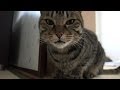 けしからん猫のシャンプー使用前・使用後。 Compare the cat hair to before and after shampoo