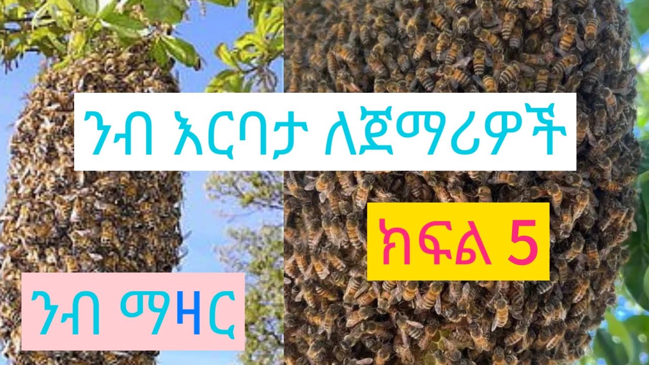 ንብ ማዛወር