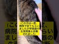 猫がする咳の原因と思われる病気一覧#shorts