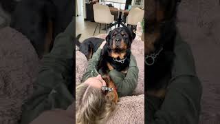 🚩🚩 #rottweiler #funny #viral