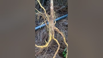 Cây Ưng bất bạc rừng quái sđt 0793215680