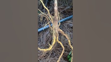 Cây Ưng bất bạc rừng quái sđt 0793215680